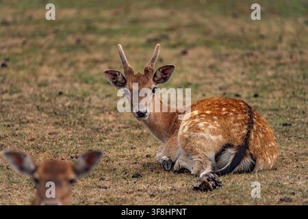 Dammhirsch an einem heißen Sommertag auf trockenem Gras Stockfoto