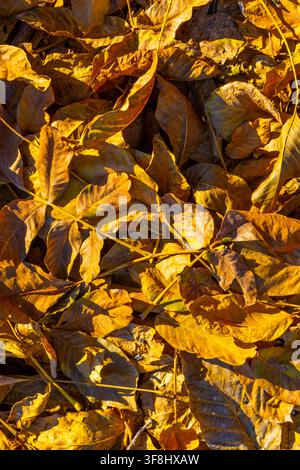 Detaillierte Ansicht von oben auf trockene, gefallene Blätter in Goldgelb, Braun und Grün. Sonnenlicht erzeugt dramatische Schatten, die die Textur und Farben o Stockfoto