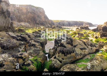 Schroffe Felsformationen und Gezeitentümpel, die mit Algen bedeckt sind, entlang der Cote Sauvage in Quiberon, Bretagne, Frankreich. Stockfoto