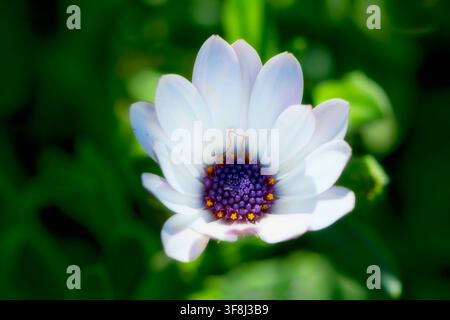 Makroaufnahme einer weißen afrikanischen Blume (Osteospermum) mit lebhaften violetten und goldenen Scheibenblüten im Zentrum Stockfoto
