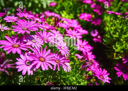 Lebendige rosa Gänseblümchen in einem sonnendurchfluteten Garten im Getty Center Los Angeles Stockfoto