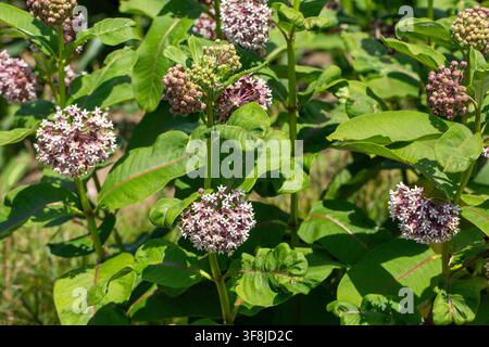 Blühende Gewöhnliche Schwalbenwurz (Asclepias Syriaca) Blüten auf grünem Strauch Stockfoto