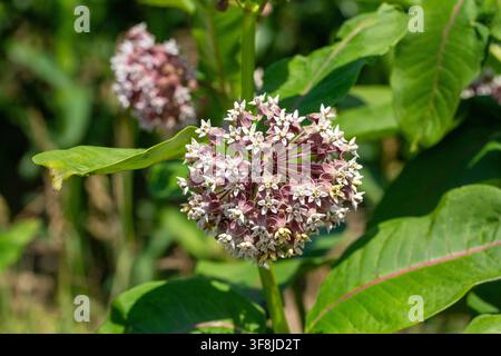 Blühende Gewöhnliche Schwalbenwurz (Asclepias Syriaca) Blüten auf grünem Strauch Stockfoto