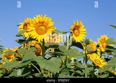 Leuchtend gelbe Sonnenblumen Helianthus Annuus blühen vor klarem blauem Himmel Stockfoto