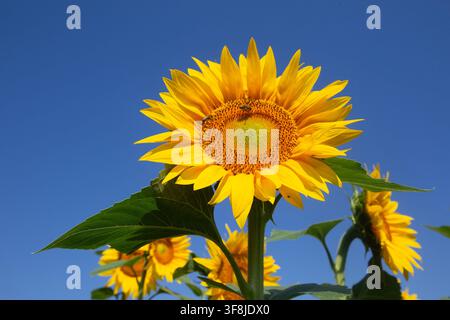 Leuchtend gelbe Sonnenblumen Helianthus Annuus blühen vor klarem blauem Himmel Stockfoto