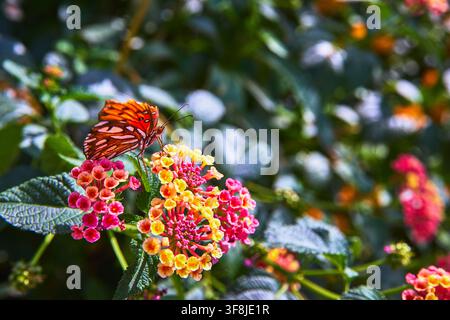 Schmetterling, der auf lebendigen Blumen in einem sonnendurchfluteten Garten mit üppigem grünem Laub ruht Stockfoto