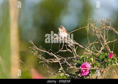 Weißkehlchen (Curruca communis) auf einem Wildrosenzweig Stockfoto