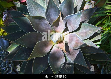 Saftige Rosette Nahaufnahme mit sonnenbeschienenen Blättern und üppiger Gartentextur Stockfoto