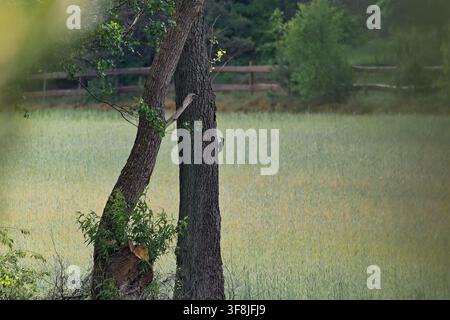 Europäischer Grünspecht (Picus viridis) ruht auf einem Ast mit frischen grünen Blättern Stockfoto