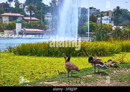 Gänse ruhen am Echo Park Lake Brunnen mit Palmen und urbanem Los Angeles-Hintergrund Stockfoto