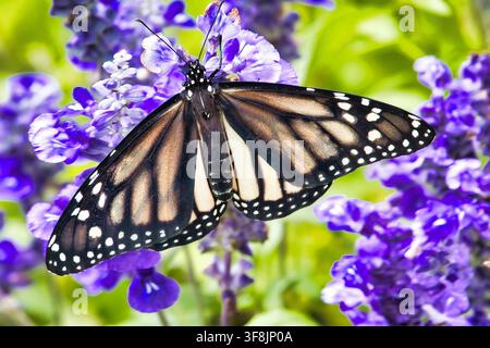 Seltener weißer Monarch, der an einer leuchtend violetten Blume füttert. Stockfoto