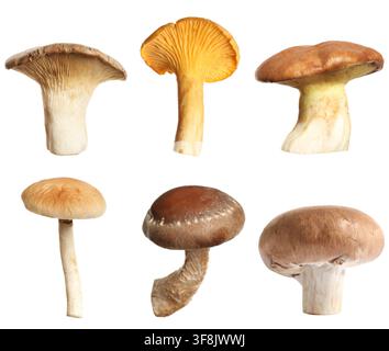 Verschiedene essbare Pilze isoliert auf Weiß, gesetzt Stockfoto