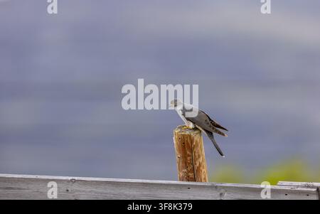 Ansicht eines Kuckucks, der auf einem verwitterten Holzpfosten in Dovre, Innlandet, Norwegen sitzt, vor einem weichen, verschwommenen Hintergrund. Stockfoto
