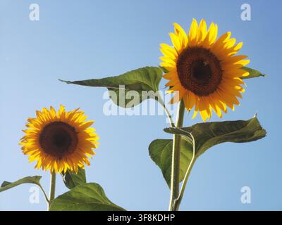 Niedrigwinklige Ansicht von zwei leuchtend gelben Sonnenblumen, die vor einem klaren blauen Himmel in einem sonnigen Garten blühen. Stockfoto