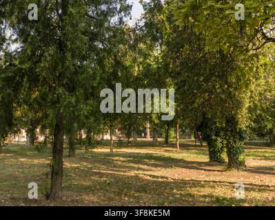 Sonnige grüne Bäume und mit Efeu bedeckte Stämme in einem friedlichen öffentlichen Park an einem hellen Sommertag. Stockfoto