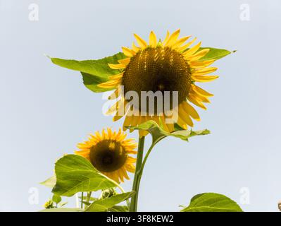 Niedrigwinklige Ansicht von zwei gelben Sonnenblumen, die vor einem klaren, hellen Himmel in einem sonnigen Garten blühen. Stockfoto