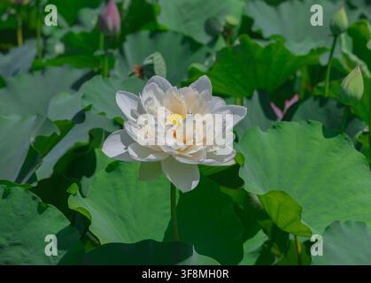 Voll aufgeblühte weiße Lotusblüte mit gelben Staubblättern, umgeben von grünen Lotusblättern in einem Sommerteich Stockfoto