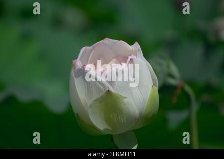 Weiß-rosa Lotusblütenknospe zwischen üppigen grünen Lotusblättern in einem Sommerteich Stockfoto