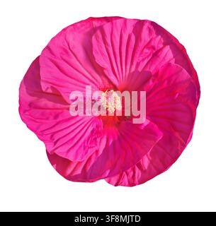 Magenta Hibiskusblüte isoliert auf weißem Hintergrund Stockfoto