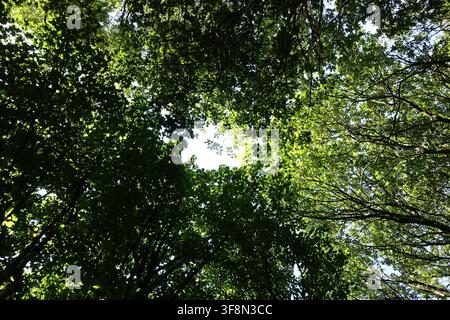 Aufblick durch ein dichtes Sommerwaldkronendach, mit grünen Blättern und ineinander verschlungenen Ästen, die natürlich eine helle runde Öffnung im t Stockfoto