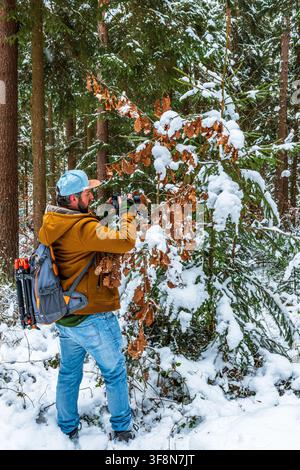 Erwachener männlicher Fotograf in einer braunen Jacke und blauen Jeans steht in einem verschneiten bayerischen Wald und richtet seine Kamera auf schneebedeckte Eichenblätter und immergrüne Stockfoto