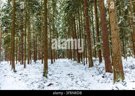 Breite Ansicht eines dichten Nadelwaldes im Winter nahe Neumarkt in der Oberpfalz, Bayern, Deutschland. Hohe, gerade Kiefern- und Fichtenstämme erheben sich vertikal Stockfoto