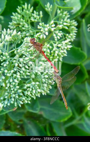 Zwei Libellen, die sich auf einer grünen Blütenknospe paaren. Insektenfortpflanzung in der Natur. Wildtier-Makrokonzept für Biologie und Ökologie. Stockfoto
