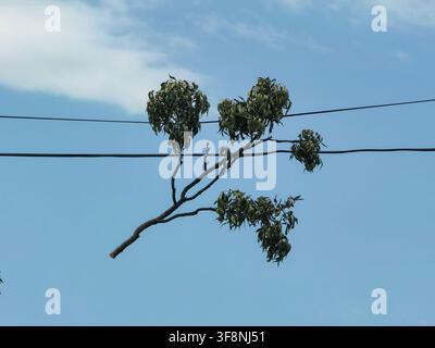 Ast, der an Stromleitungen hängen bleibt. Stockfoto