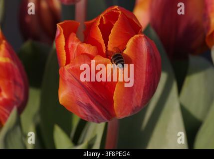 Biene bestäubt rote Tulpe Stockfoto