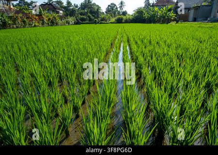 Reisfelder in Bali, Indonesien Stockfoto