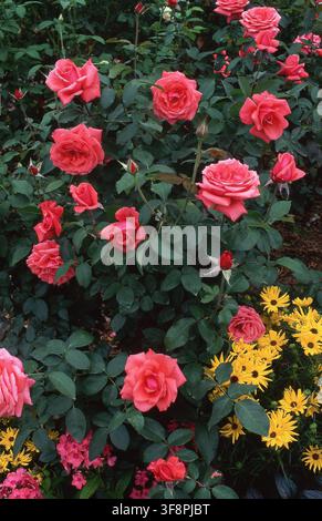 SALMON-PINKER ROSENBUSCH 'DUFTWOLKE' EINE HYBRIDE TEEROSE IM BLUMENBETT MIT GELBEN RUDBECKIA-BLÜTEN. AUSTRALIEN. Stockfoto