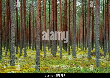 Dichter Wald aus Schottischen Kiefern mit geraden Stämmen und einem mit Flechten bedeckten Boden, der ein natürliches Waldmuster bildet Stockfoto