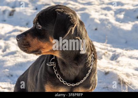 Ein Rottweiler-Hund im Profil mit einem Kettenhalsband steht im sonnenbeschienenen Schnee Stockfoto