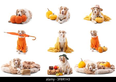 Neun Australian Shepherd Hunde in verschiedenen herbst- und halloween-thematischen Posen mit Kürbissen und Pullovern isoliert auf weißem Hintergrund Stockfoto