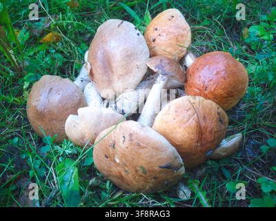 Eine Sammlung frisch gesammelter Pilze, wahrscheinlich essbar, liegt eingebettet in lebhaftem grünem Gras. Das Bild fängt die ruhige und natürliche Umgebung ein Stockfoto
