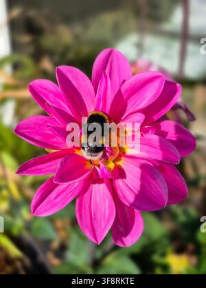 Bumblebee auf bunter Blume sammelt Nektar und Pollen Stockfoto