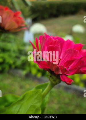 Nahaufnahme eines Insekts, das auf einer leuchtend rosa Blume in einem grünen Sommergarten ruht Stockfoto