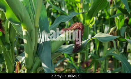 Maiskolben mit Silk, der am Stängel wächst, auf dem Agrarfeld Stockfoto