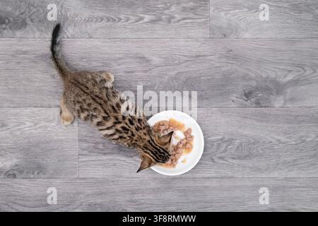 Oberansicht eines Bengalkittens, das Dosenfutter auf dem grauen Boden frisst. Stockfoto