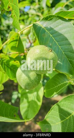 Grüne Walnüsse, die am Baum reifen, selektive Schärfentiefe. Stockfoto