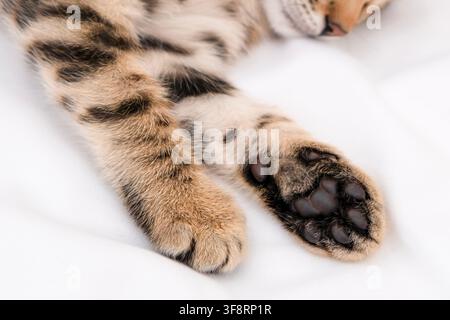 Extrem Nahaufnahme von süßen Bengal-Kätzchenpfoten und schwarzen Zehenballen auf einer weißen Decke. Stockfoto