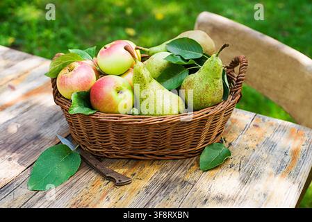 Ernte reifer Birnen und Äpfel in einen Korb aus dem heimischen Garten. Stockfoto