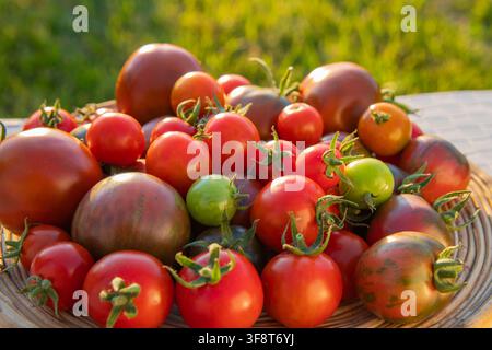 Frische Heirloom-Tomaten in verschiedenen Farben auf einem rustikalen Weidenkorb Stockfoto