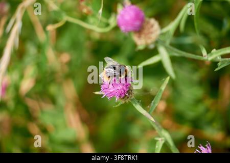 Weißschwänzige Hummel beim Füttern Stockfoto