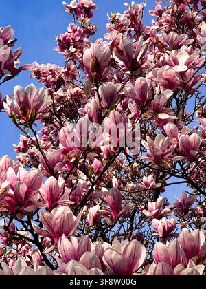 Magnolienbaum bedeckt mit rosa Blüten unter einem klaren blauen Himmel während der Hochsaison der Frühlingsblüte Stockfoto