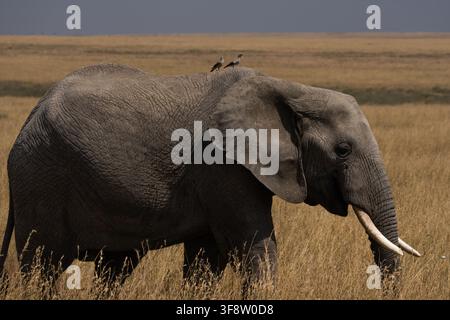 Afrikanischer Elefant geht durch trockenes Savannengras mit zwei Vögeln, die auf seinem Rücken sitzen, im Serengeti-Nationalpark, Tansania. Stockfoto