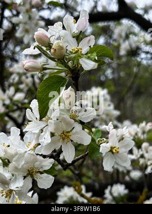 Blühender Apfelbaumzweig mit zarten weißen Blüten und hellrosa Knospen in einem Frühlingsobstgarten Stockfoto