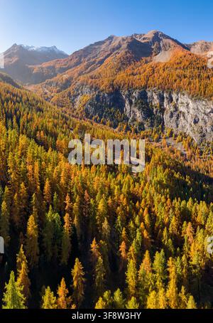 Herbstlandschaft in der Nähe des Skigebiets Les Orres in den Hautes-Alpes. Luftbild von Lärchenwald und schroffen Alpenhängen in den französischen Alpen. Frankreich Stockfoto