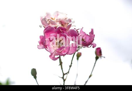 Rosa chinensis, allgemein bekannt als Chinesische Rose, ist eine Art der Gattung Rosa, die in der südwestlichen Provinz Guizhou, Hubei und Sic heimisch ist Stockfoto