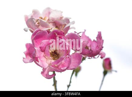 Rosa chinensis, allgemein bekannt als Chinesische Rose, ist eine Art der Gattung Rosa, die in der südwestlichen Provinz Guizhou, Hubei und Sic heimisch ist Stockfoto